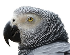 Yaco
