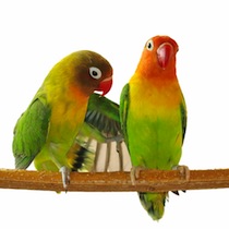 Dos agapornis