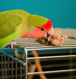 Agaporni comiendo mijo