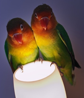 Pareja de agapornis en una lampara