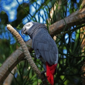 Yaco en habitat natural